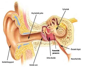 Orta Kulak iltihabı ve Akıntısı Orta Kulak iltihabı ve Akıntısı