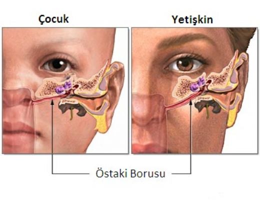 Burun ve Kulak Tkankl