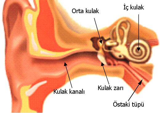 Kronik Kulak İltihabı