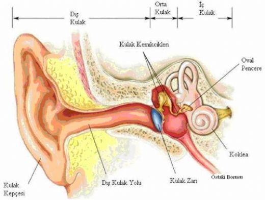 Kulak Kristallerinin Kayma Teşhisi