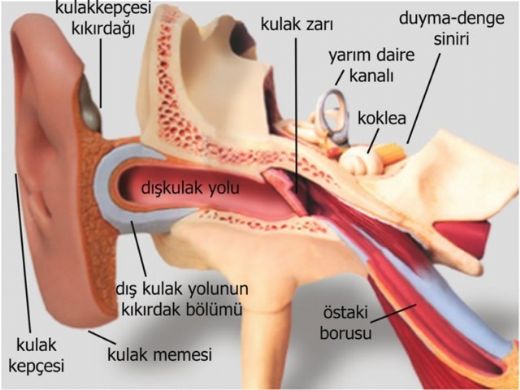 Orta Kulak Kirelenmesi