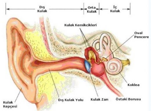 Orta Kulak Sıvısı