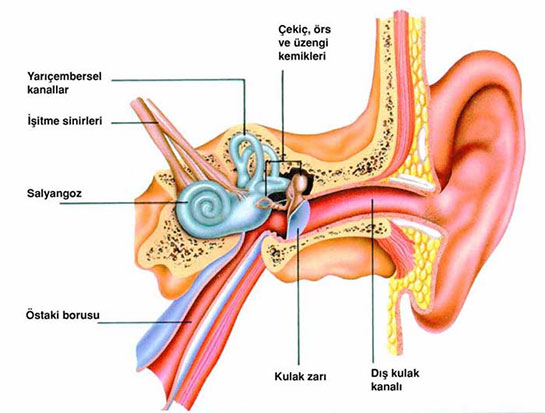 Kulak Anatomisi